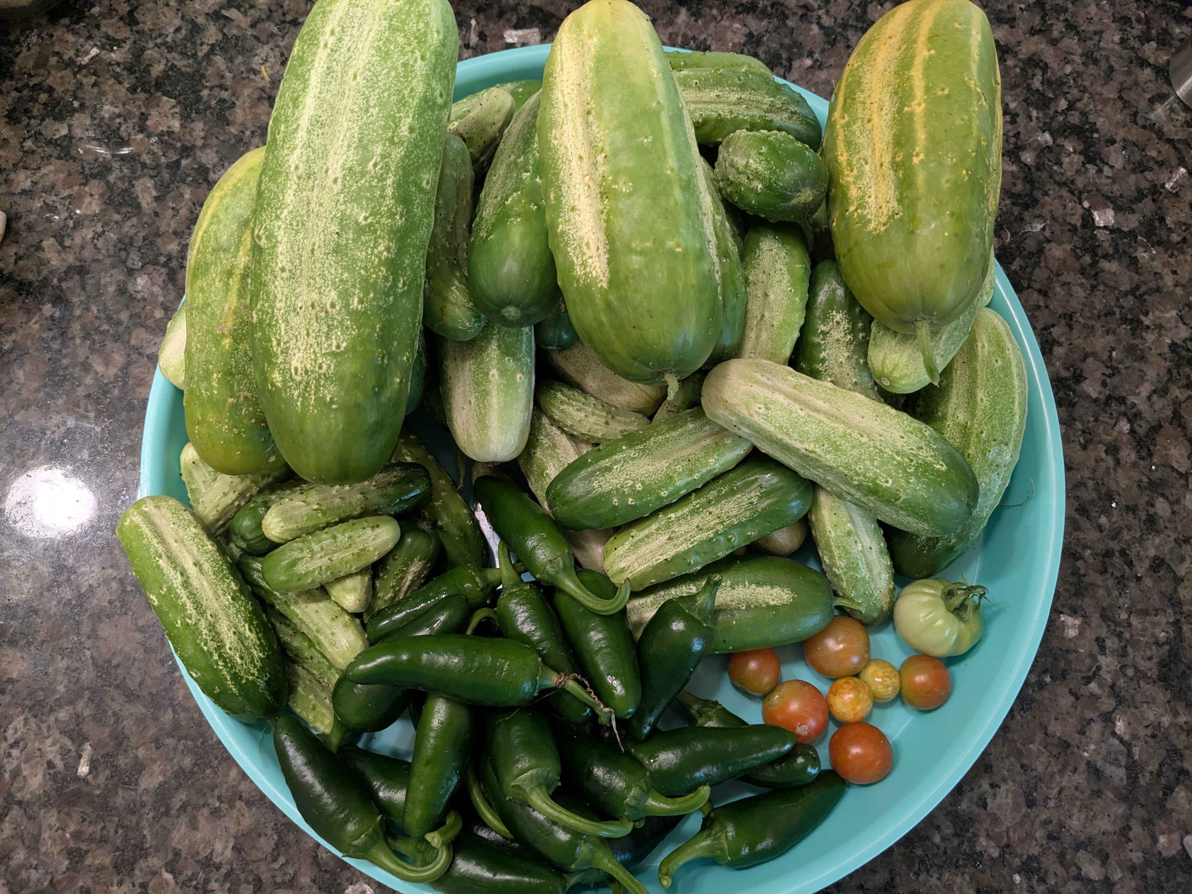 Fresh cucumbers arranged after harvest