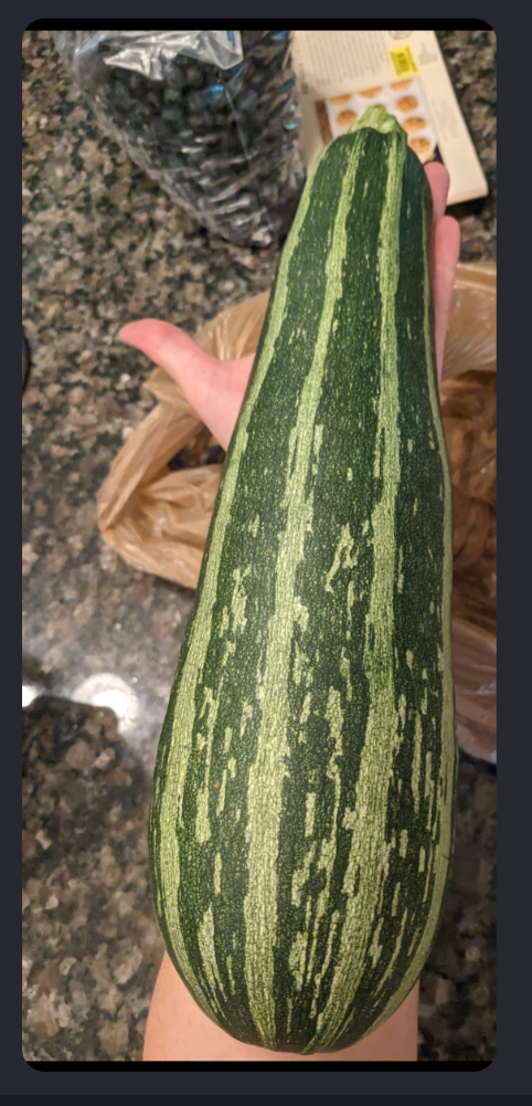 Large striped zucchini