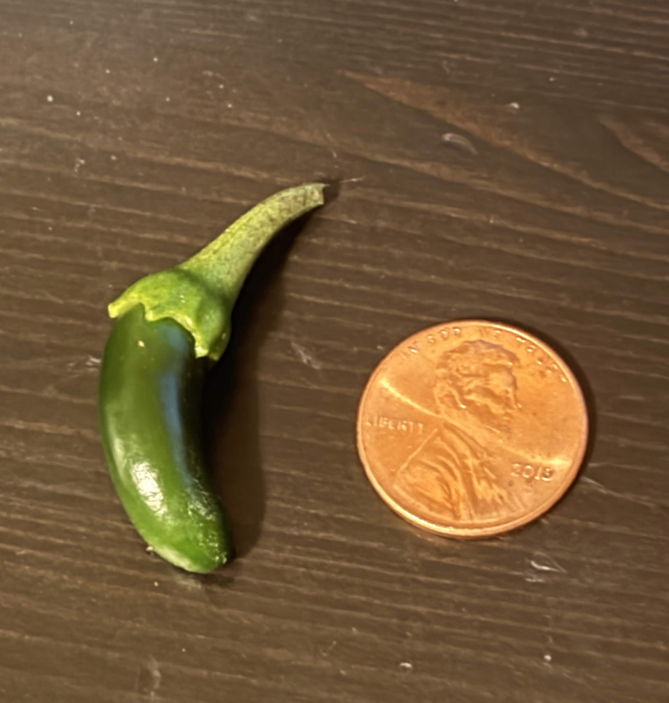 A very small jalapeño held up for comparison