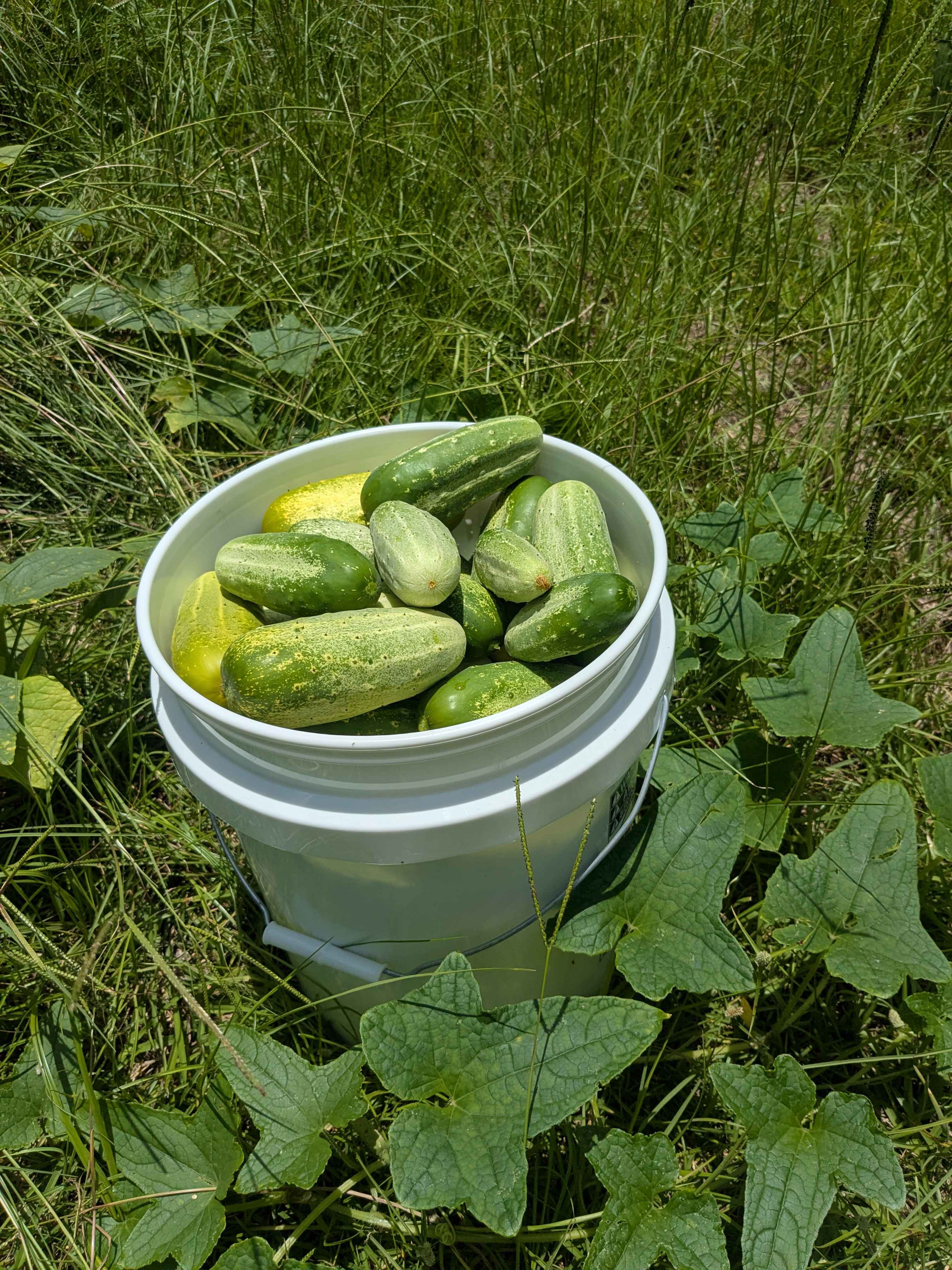 Garden harvest with cucumbers and tomatoes