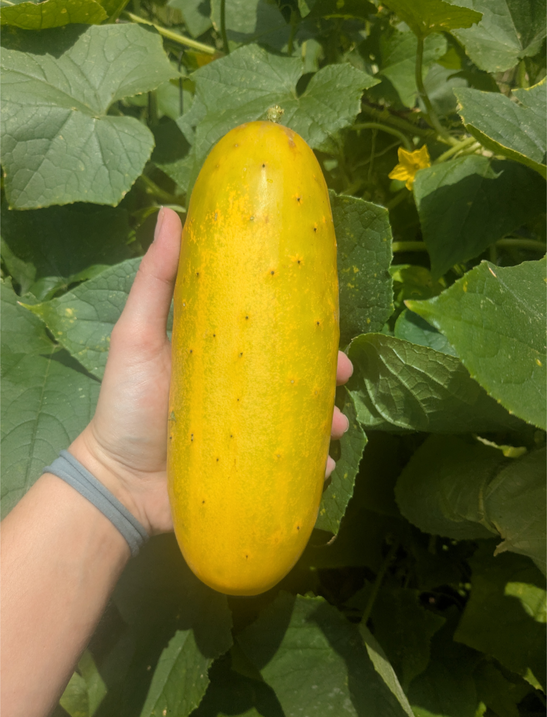 Yellow cucumber in a hand